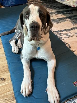 Betty, Great Dane, adult, available for adoption
