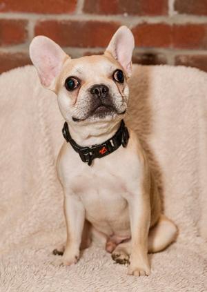 Brussels, French Bulldog, adult, available for adoption