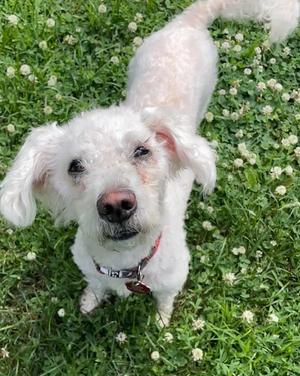 Cyber, Maltese / Poodle (Miniature), senior, available for adoption