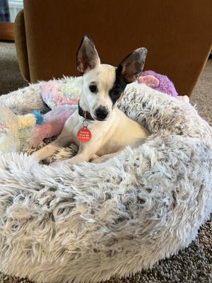 Cheese, Chihuahua, puppy, available for adoption