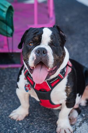 Gherkin, Bulldog, adult, available for adoption