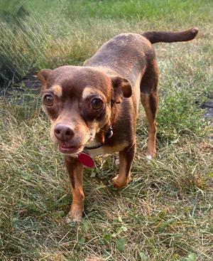 Ledi (Bonded with Chewy), Chihuahua, adult, available for adoption