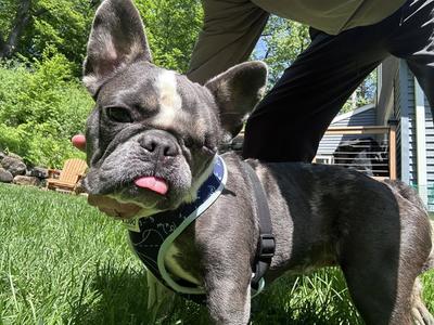 Cardi, French Bulldog, adult, available for adoption