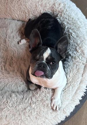 Cardi, French Bulldog, adult, available for adoption