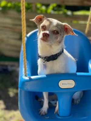 Cuyon, Chihuahua, adult, available for adoption