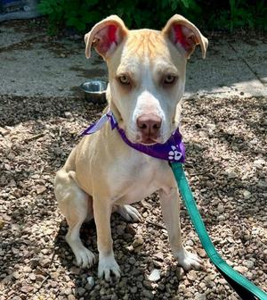 Kiddo, Pit Bull Terrier, adult, available for adoption