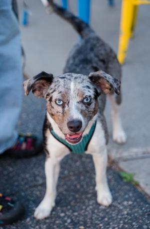 Bad Bunny, Australian Shepherd / Chihuahua, young, available for adoption