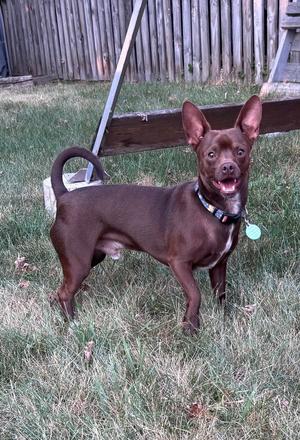 Chewy (Bonded with Ledi), Chihuahua, adult, available for adoption