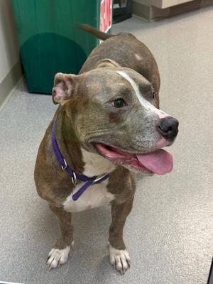 Violet, Pit Bull Terrier, adult, available for adoption