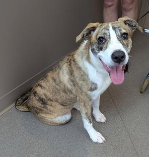 Cassiopeia, Pit Bull Terrier, young, available for adoption