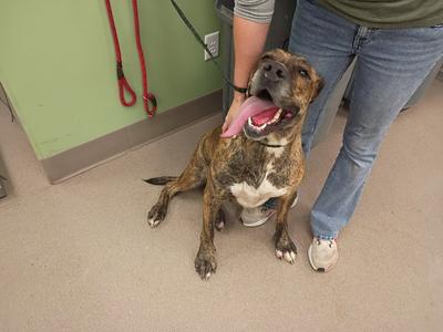 A brown and white dog sitting on the floor with its tongue out, being held by a person wearing jeans and a green shirt.