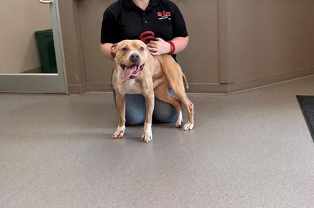 Caramel, Pit Bull Terrier, young, available for adoption