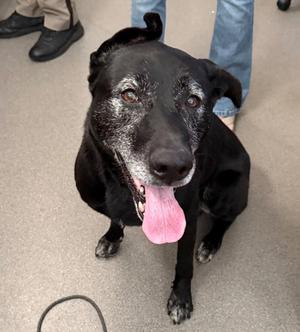 Ash, Labrador Retriever, senior, available for adoption