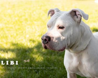 Libi, Pit Bull Terrier, young, available for adoption