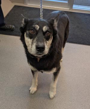 Bethel, Husky / Terrier, adult, available for adoption
