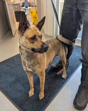 Perdita, Terrier, young, available for adoption