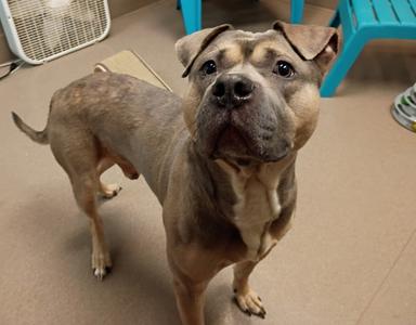 Buck, Pit Bull Terrier, young, available for adoption