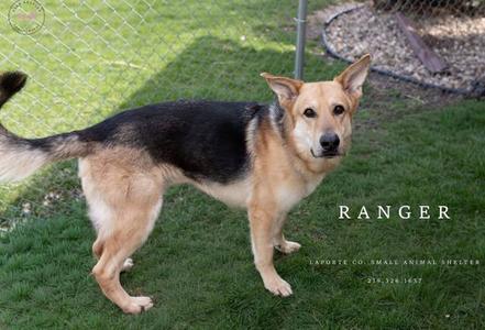 Ranger, German Shepherd Dog, adult, available for adoption