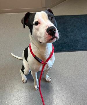 Balto, Staffordshire Bull Terrier, young, available for adoption