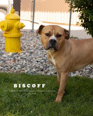 Biscoff, Pit Bull Terrier, young, available for adoption