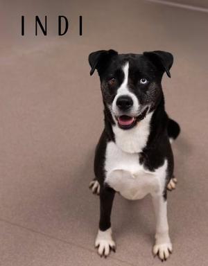 A black and white dog with a white chest and paws, sitting on a beige floor. The dog has a happy expression with its mouth open and tongue visible. The name "INDI" is written in black text at the top left corner of the image.