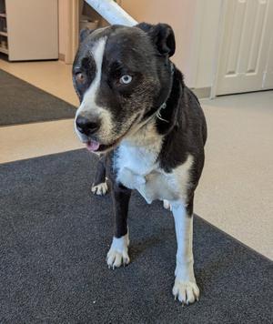 Indi, Husky / Terrier, adult, available for adoption
