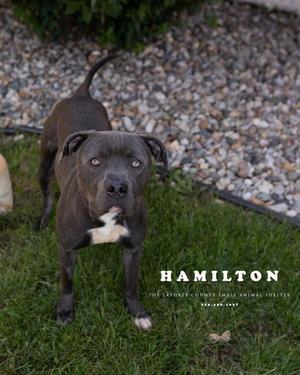 Hamilton, Pit Bull Terrier, adult, available for adoption