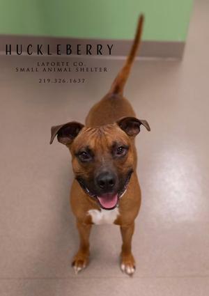 A brown dog with a white chest and a black nose is standing on a beige floor, looking up at the camera with its mouth open and tongue out. The background is a light green wall with text that reads "HUCKLEBERRY LAPORTE CO. SMALL ANIMAL SHELTER 219-326-1637".