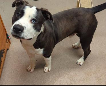 A brown and white dog standing on a carpeted floor, looking towards the camera.