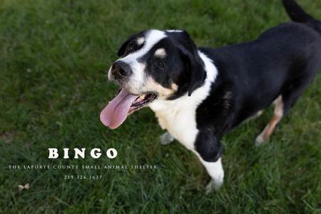 Bingo, Australian Shepherd, senior, available for adoption