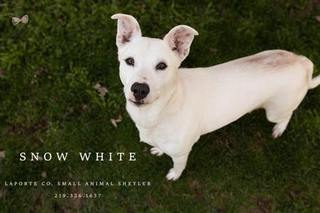Snow White, Shepherd / Terrier, adult, available for adoption