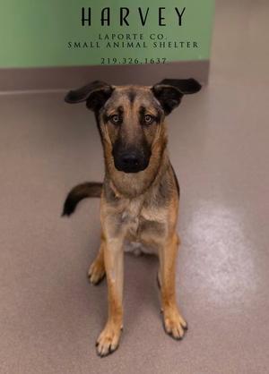 A German Shepherd dog sitting on a concrete floor, looking directly at the camera. The background is a green wall with text that reads "HARVEY, LA PORTE CO. SMALL ANIMAL SHELTER" and a phone number.