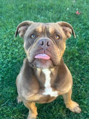 Buddy, American Bulldog, young, available for adoption