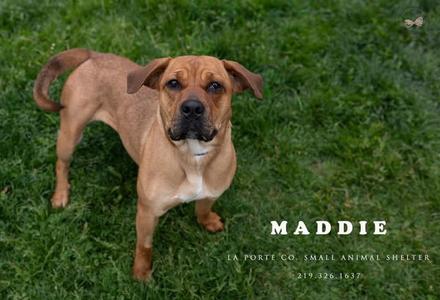 Maddie, Mastiff / Beagle, young, available for adoption