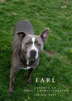 Earl, Pit Bull Terrier, adult, available for adoption