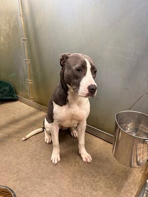 Parker, Pit Bull Terrier, young, available for adoption