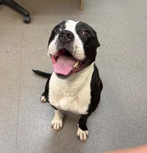 A black and white dog with a pink tongue sticking out, sitting on a gray floor.
