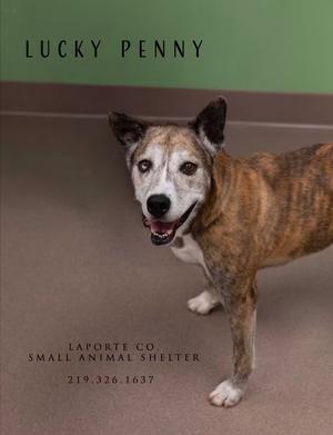 A brindle dog with white markings on its face and paws is standing on a beige carpeted floor. The dog has a happy expression with its mouth open, showing its teeth. The background is a green wall. The text "LUCKY PENNY" is at the top, and "LAFORTE CO SMALL ANIMAL SHELTER 219.326.1637" is at the bottom.