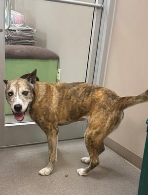 Lucky Penny, Husky / Terrier, senior, available for adoption