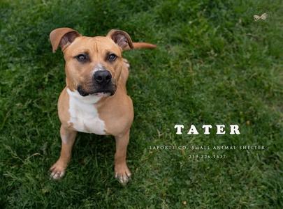 Tater, American Bulldog, young, available for adoption