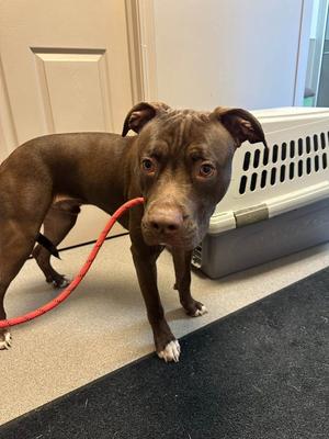 Timber, Pit Bull Terrier, young, available for adoption