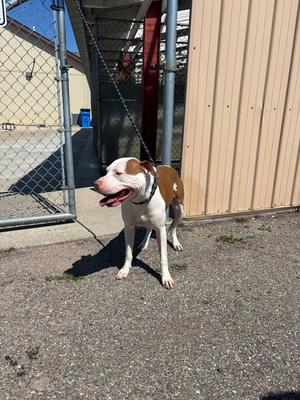 Simon Howl, Pit Bull Terrier, young, available for adoption
