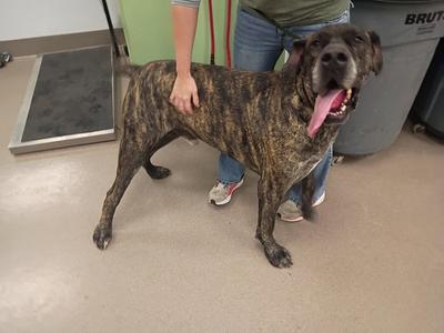 A large brindle dog with a black muzzle and floppy ears is standing on a concrete floor. The dog's mouth is open, showing its tongue, and it appears to be panting. A person is standing behind the dog, with their hand resting on its back. The dog is wearing a collar with a tag. In the background, there is a green wall and a gray trash can.