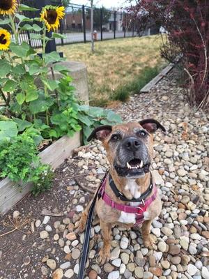 A brown and white dog wearing a pink harness, sitting on a gravel path with sunflowers in the background.
