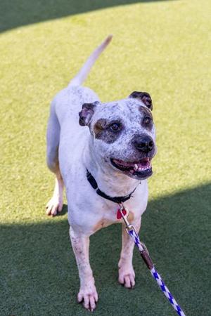 Colby, Bulldog and Pit Bull Terrier, adult, available for adoption