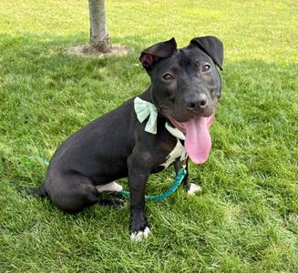 Kappa, American Pit Bull Terrier Mix, young, available for adoption