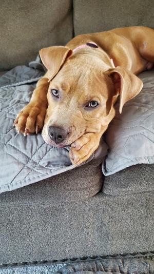Riddick, American Pit Bull Terrier Mix, puppy, available for adoption