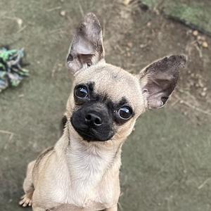 a small dog with large ears and big eyes looking up