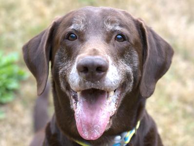 Bosco, Chocolate Labrador Retriever, senior, available for adoption