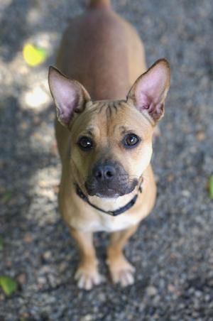 Elle, Pit Bull Terrier, young, available for adoption